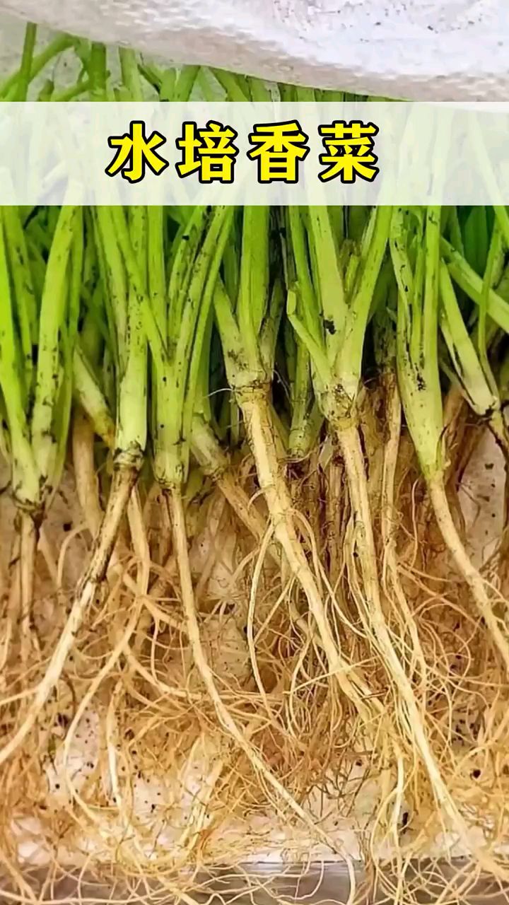 水培蔬菜 水培香菜[gf]a0[/gf] 冬季储存香菜妙招[gf]a0[/gf][gf]a