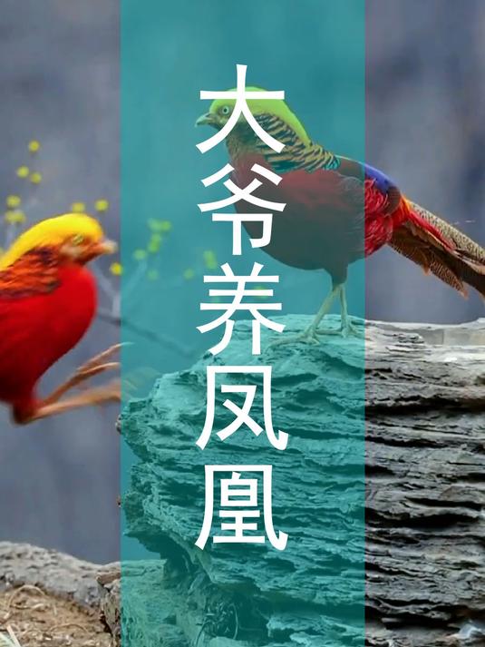 错把山鸡当凤凰,大爷把国家二级保护动物养得泛滥成灾!