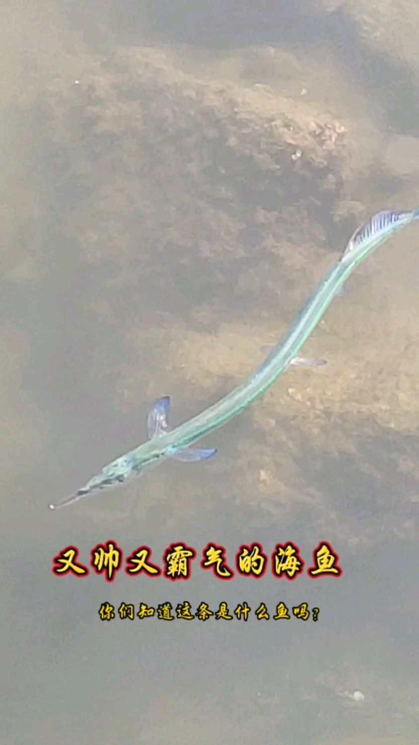 挺霸气的海鱼,莫非是海龙王?浅海拍摄的,鱼鳍很漂亮,细长身躯很硬朗