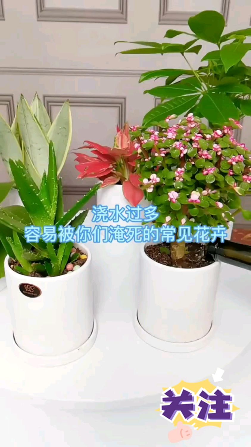 浇水过多容易淹死的常见花卉