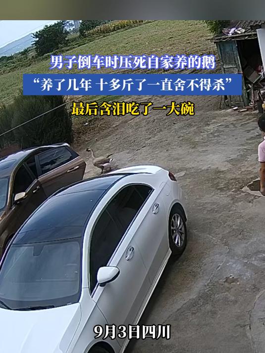 男子倒车时压死自家养的鹅，养了几年十多斤了一直舍不得杀