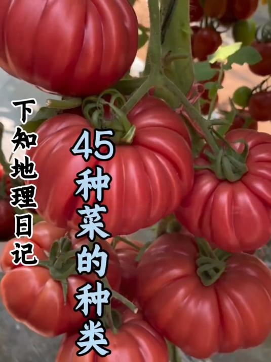 科普分享一些菜的种类，你看你认识几种