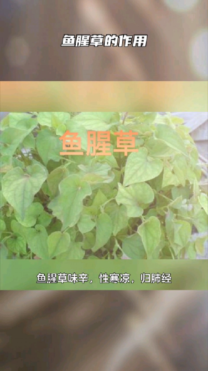 鱼腥草的作用