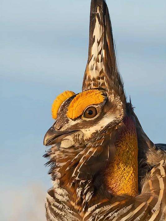 草原松鸡求偶的那些绝招