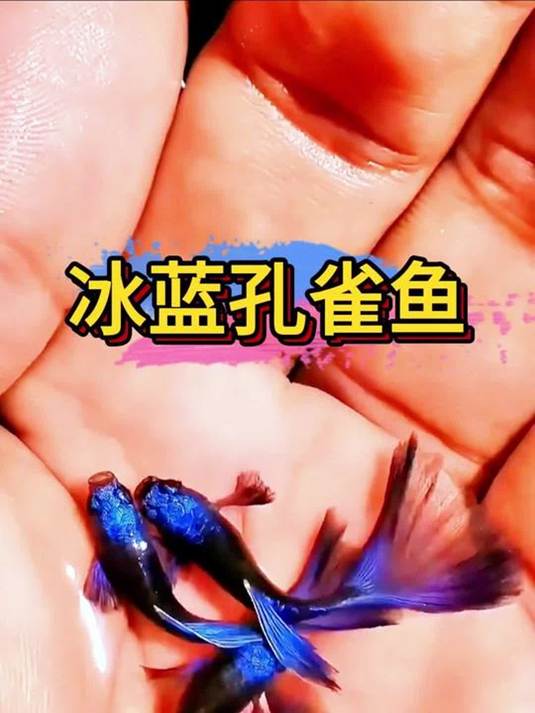 冰蓝孔雀鱼种鱼:好养能繁殖,轻松收获孔雀鱼宝宝