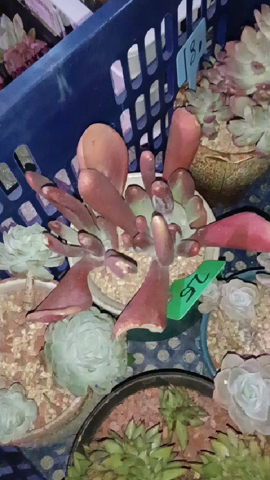 多肉植物耐旱好养,冬天天气干燥,室内养几盆花草,湿润净化空气,美化环境生活更美好