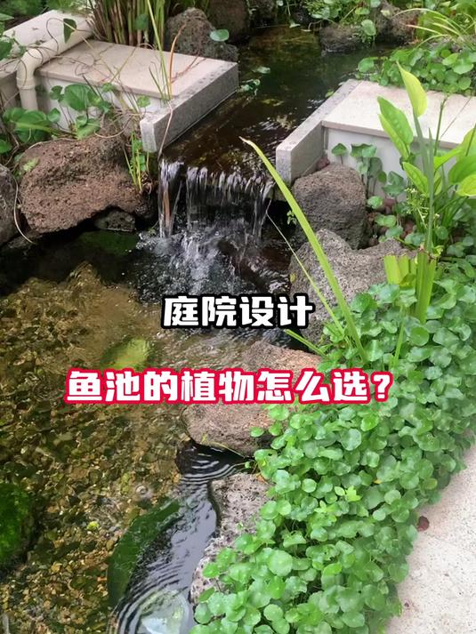 鱼池的植物怎么选?