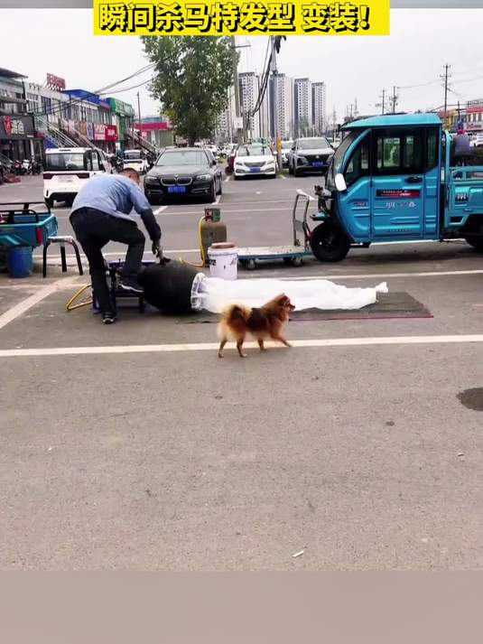 小黄狗路过爆米花摊位被大爷开锅暴击,瞬间杀马特发型 变装!