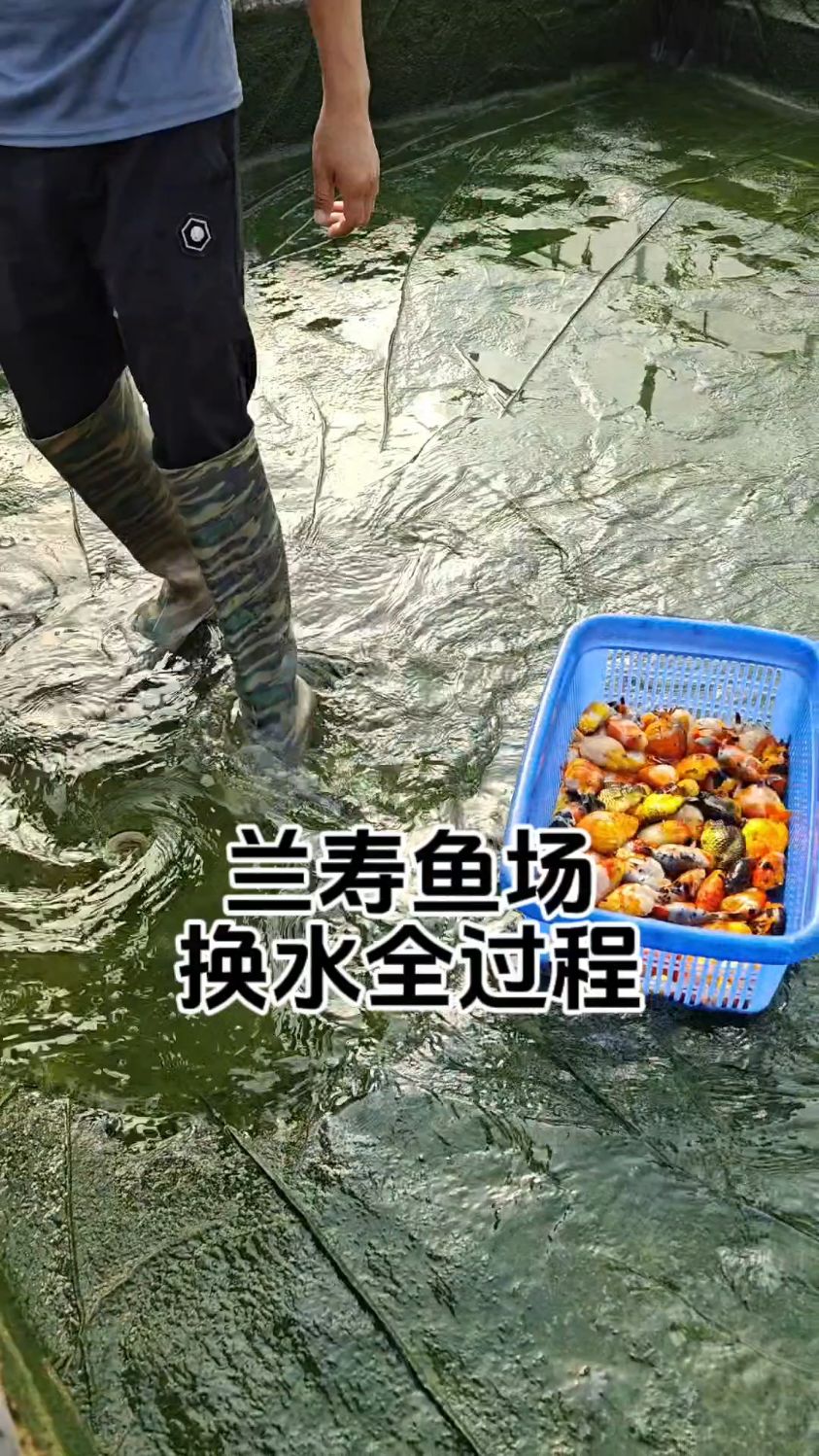 兰寿鱼场换水全过程!兰寿金鱼真的挺皮实好养的!
