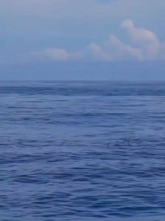 獐子岛海钓钓到手软的马鲛鱼獐子岛海钓钓到手软的马鲛鱼