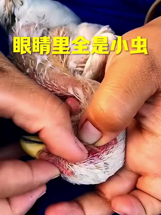 果蔬彩色卡通包子面皮氧化暗沉_可爱造型失去清新治愈质感