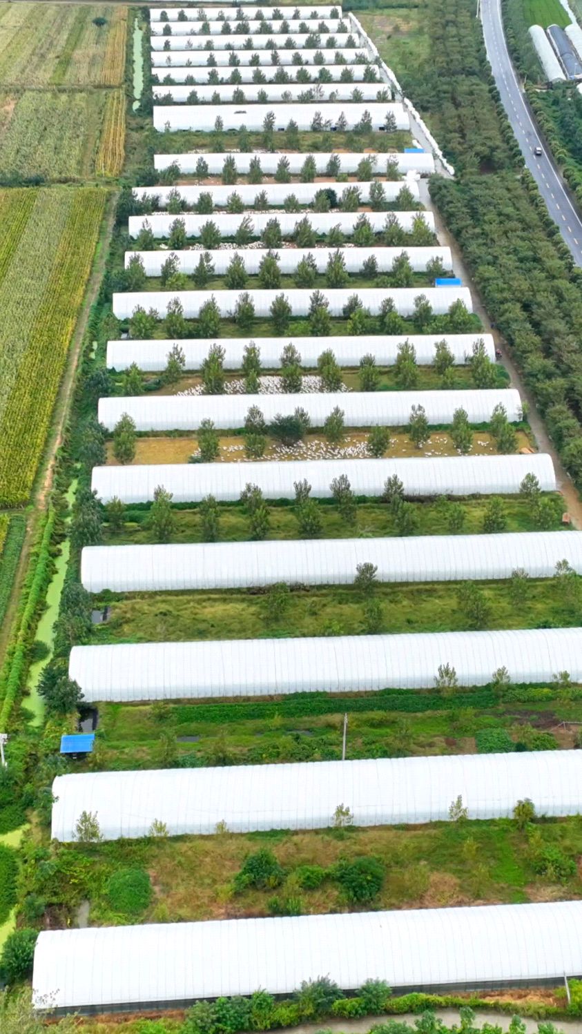 大型肉鹅繁育养殖基地,鹅舍全部采用组装式大棚结构,冬暖夏凉,结实耐用。