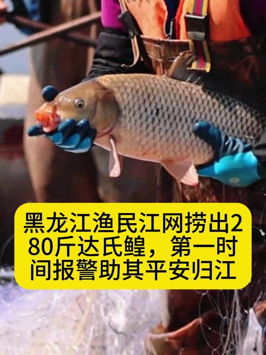 黑龙江渔民江网捞出280斤达氏鳇，第一时间报警助其平安归#渔政部门称误捕达氏鳇已全部放生#