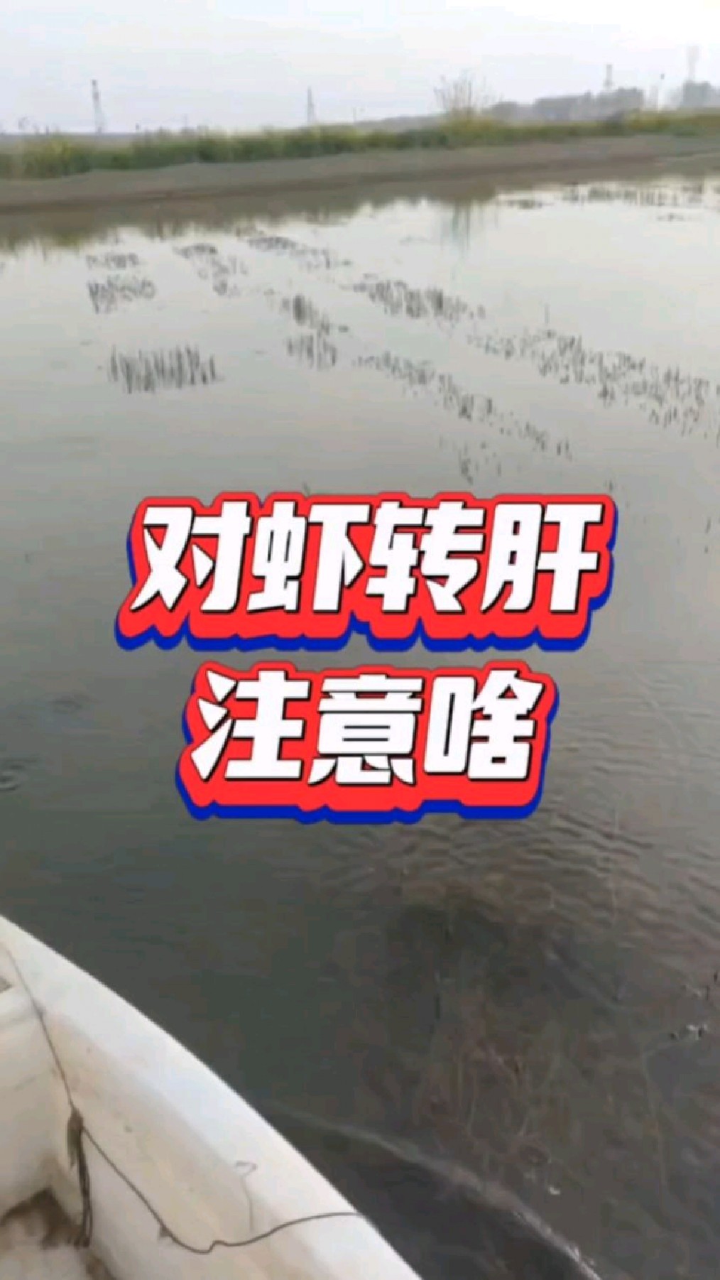 对虾转肝注意啥?
