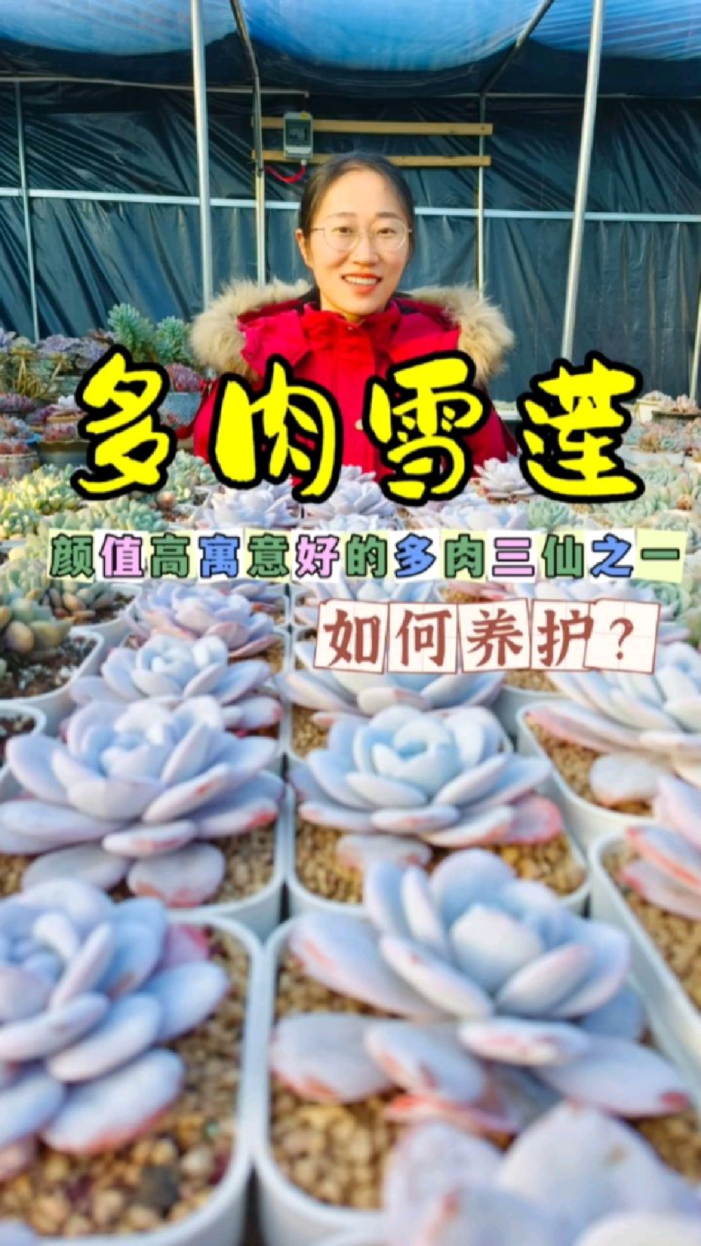 多肉里面“三仙”之一的雪莲,该怎么养护?