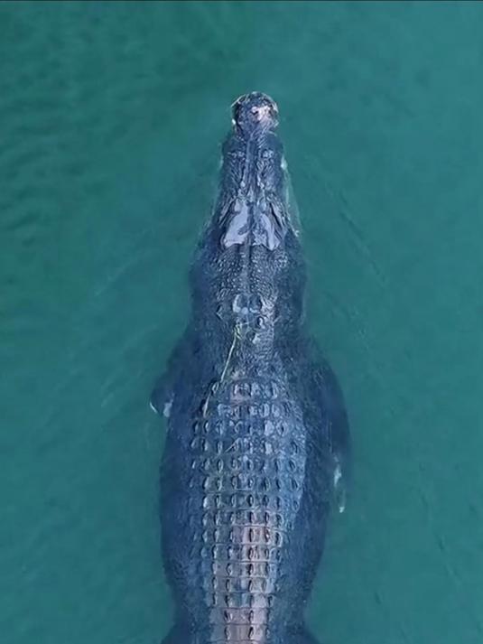 咸水鳄：体长最长可达7米的鳄鱼，比鲨鱼更加凶猛