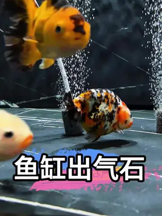 鱼缸氧气泵必备:超细气泡石,增氧效果超棒