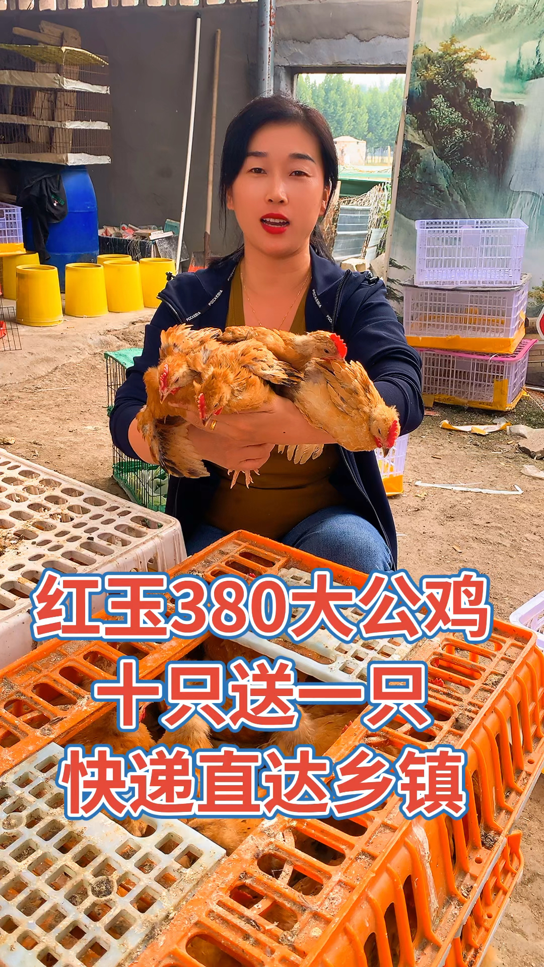 红玉鸡,红玉380大公鸡,脱温红玉鸡