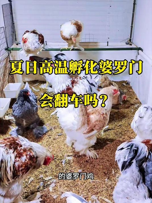 夏天孵化婆罗门到底会不会翻车还是要自己体验才知道#婆罗门#孵化#观赏鸡#网红鸡#夏天孵化小