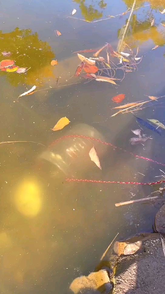 用塑料瓶就能做的捕鱼神器