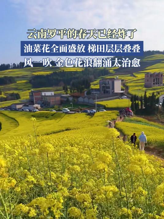 #马上就出发#云南罗平的春天已经炸了,油菜花全面盛放,梯田层层叠叠,风一吹金色花浪翻涌太治