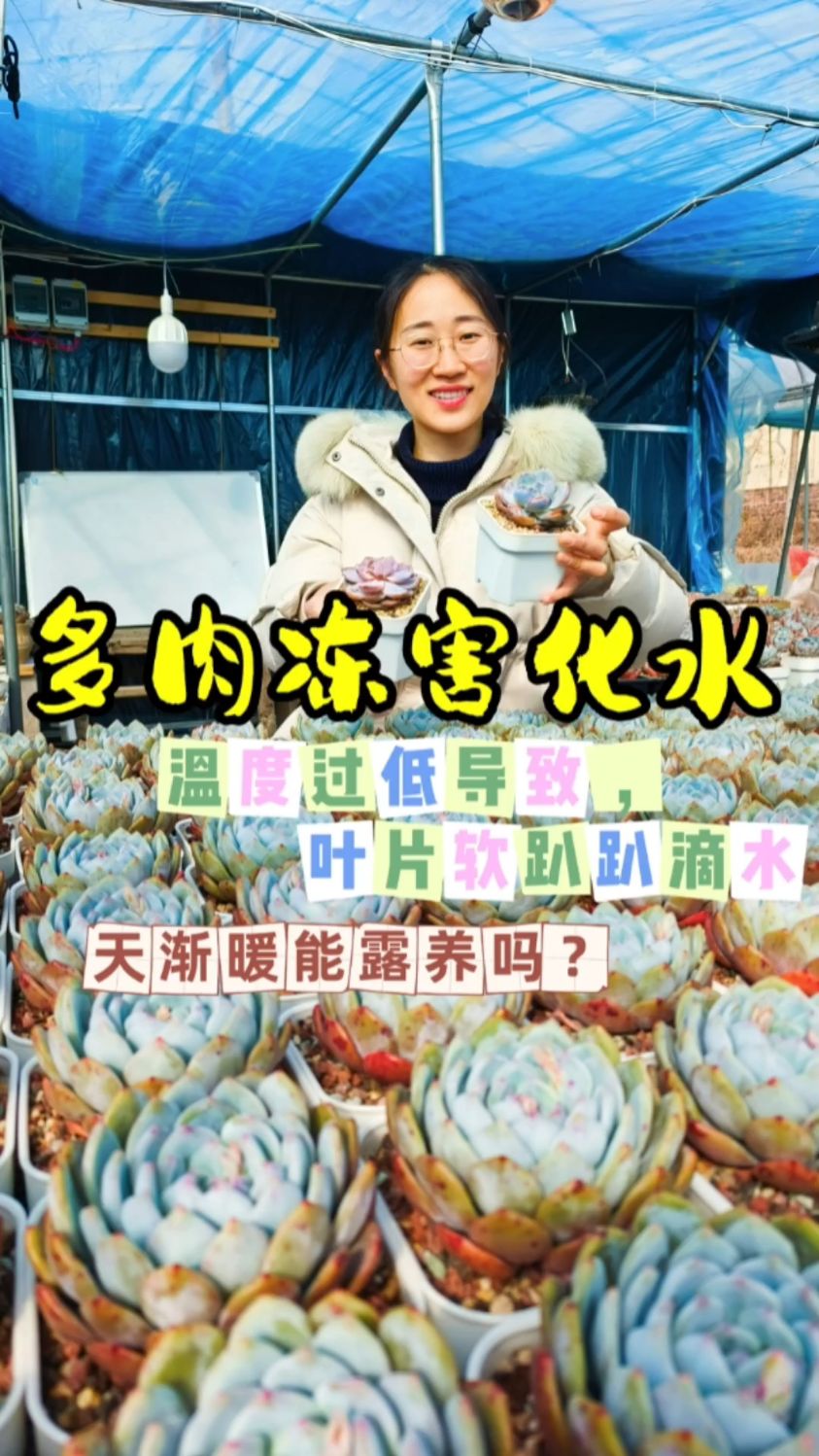 天气渐暖,多肉能露养了吗?看看多肉冻害化水的样子,再决定吧!