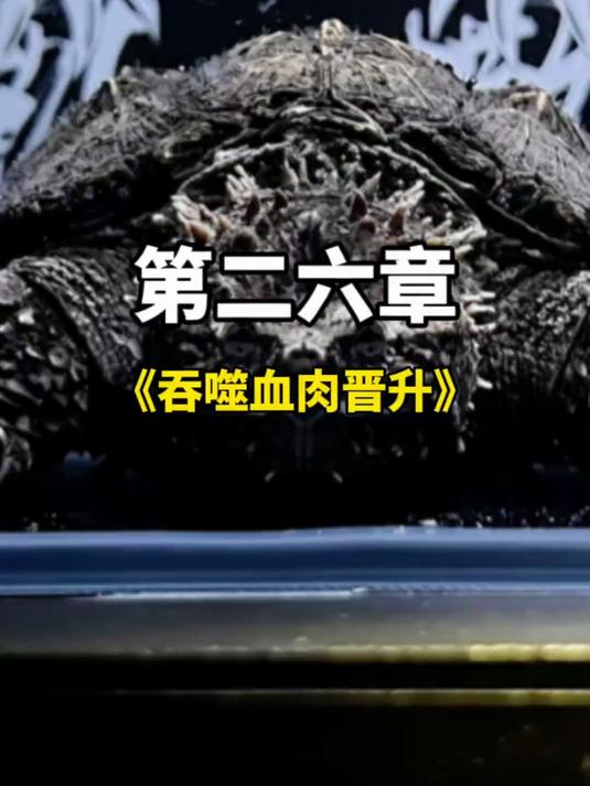 主包也是更新小鳄它们了,后面主包会保持每天更新的鳄鱼 鳄龟