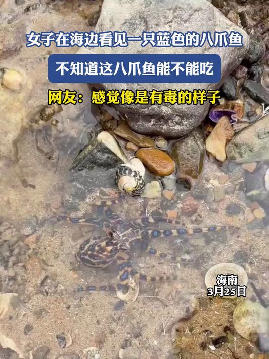 女子在海边看见一只蓝色的八爪鱼,不知道这八爪鱼能不能吃