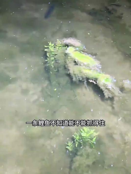 鲤鱼夹得时候一定要用力，要不然……