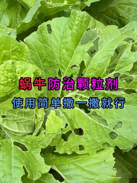 蜗牛防治颗粒,菜地被蜗牛啃食大洞小洞,只需用它撒一撒