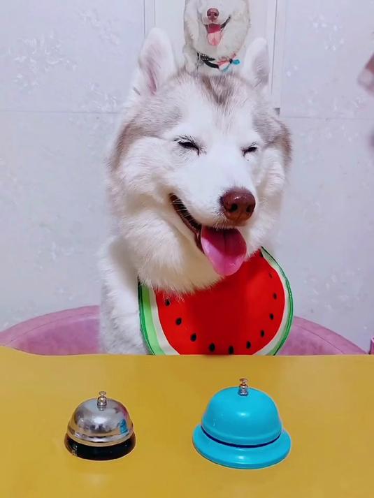 到底是吃鸡腿还是洗碗 就看蛋的小猪蹄准不准了