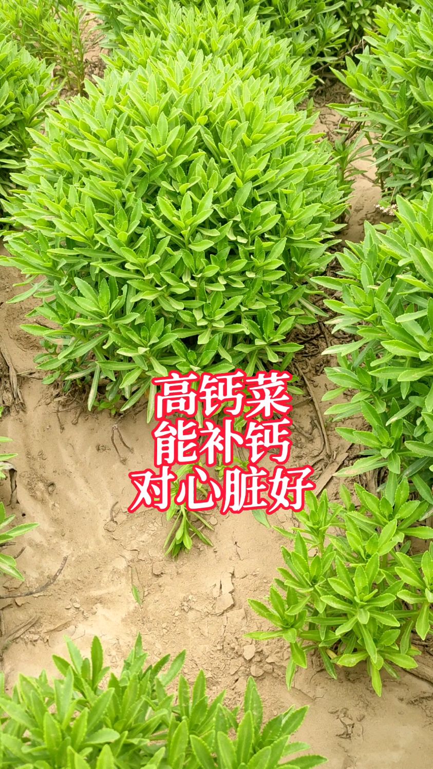 最火的蔬菜高钙菜,含钙量高,种一次吃20年,像韭菜一茬一茬割着吃