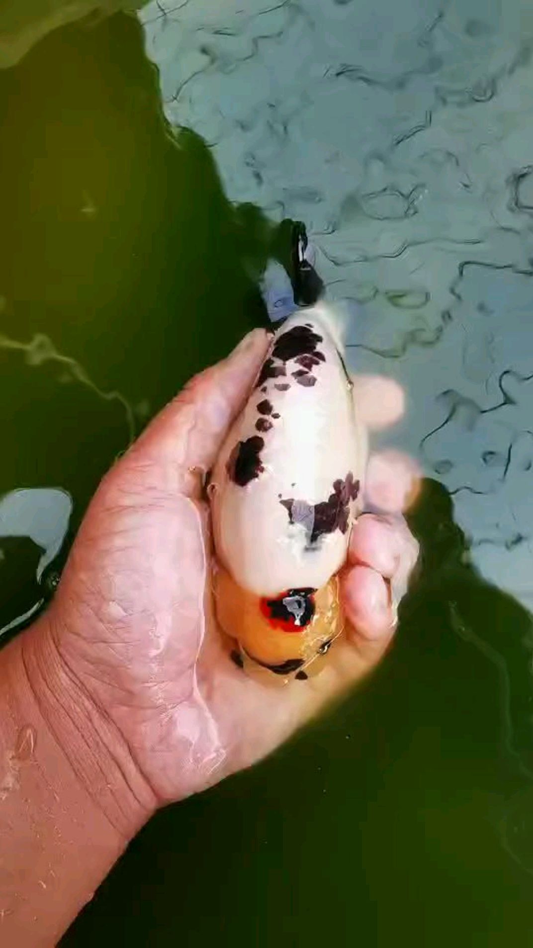 奶牛,接近黑白纯奶了,兰寿金鱼
