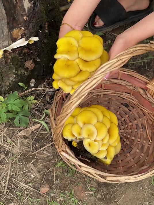 上我哥嫂子家采点蘑菇,上二娘家搁点韭菜,回家做上韭菜黄蘑饺子