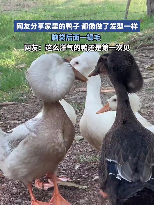 网友分享家里的鸭子,都像做了发型一样,脑袋后面一撮毛
