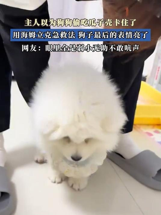 主人以为狗狗偷吃瓜子壳卡住了,用海姆立克急救法最后的表情亮了