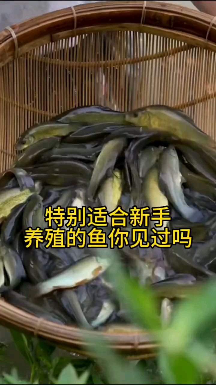 有没有朋友养这个鱼的,怎么样?