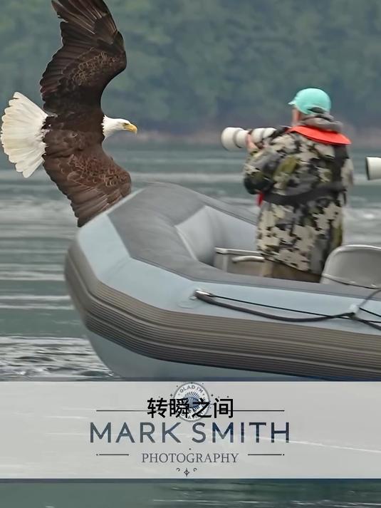 空中霸主猎食秀!老鹰高速俯冲抓鱼