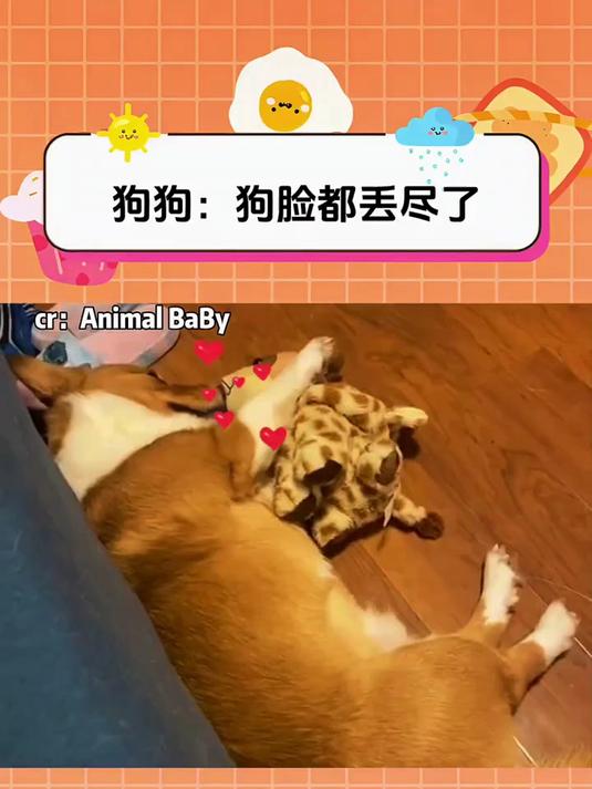狗狗:你让我以后的脸往哪儿搁
