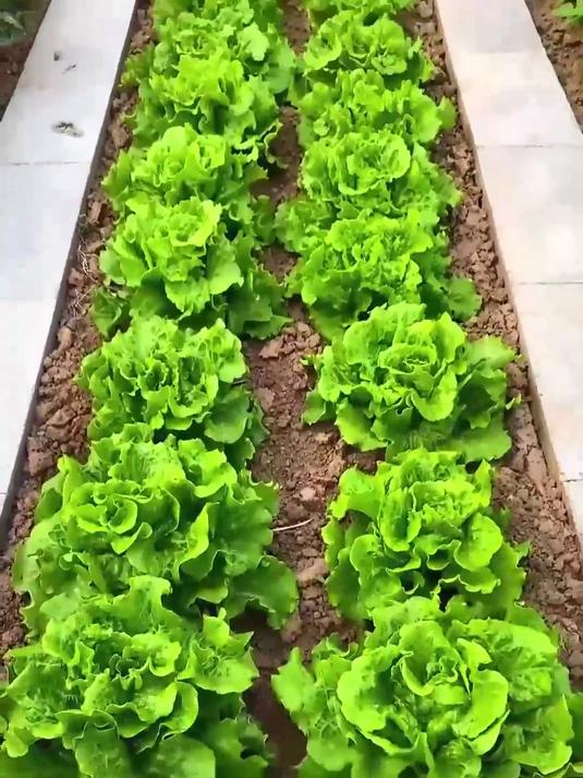 专业培育意生菜籽品质领航
