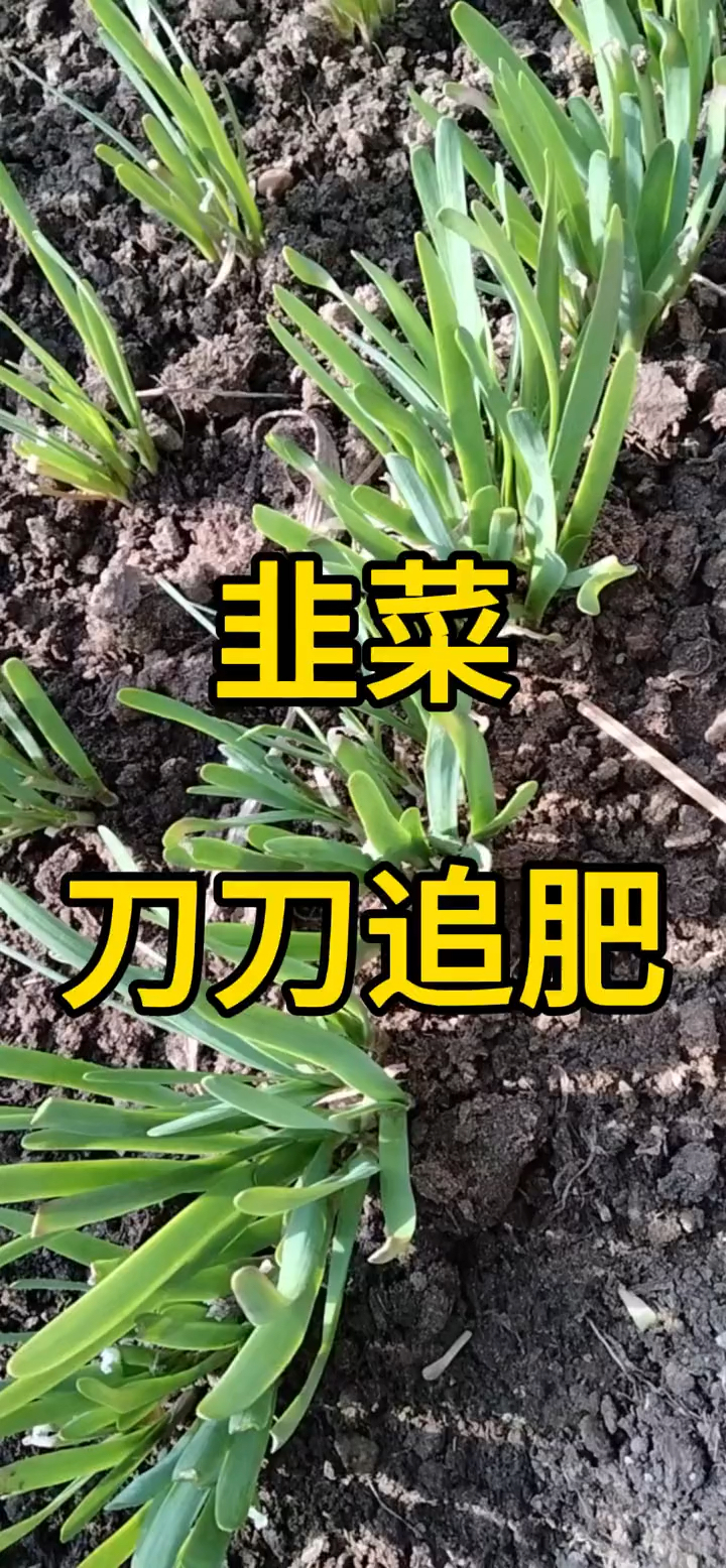 韭菜刀刀追肥