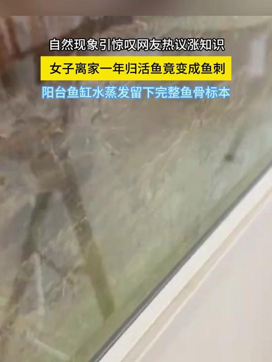 哈尔滨一女子离家一年归，活鱼竟变成鱼刺，留下完整鱼骨标本