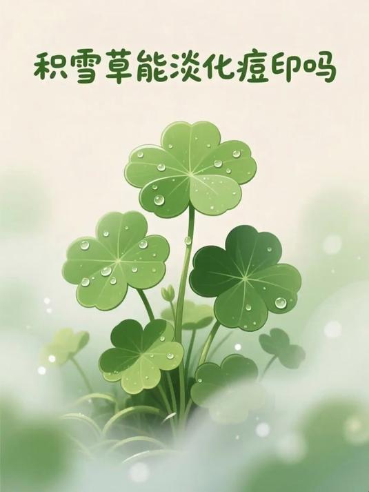 #马上健康过大年#积雪草能淡化痘印吗