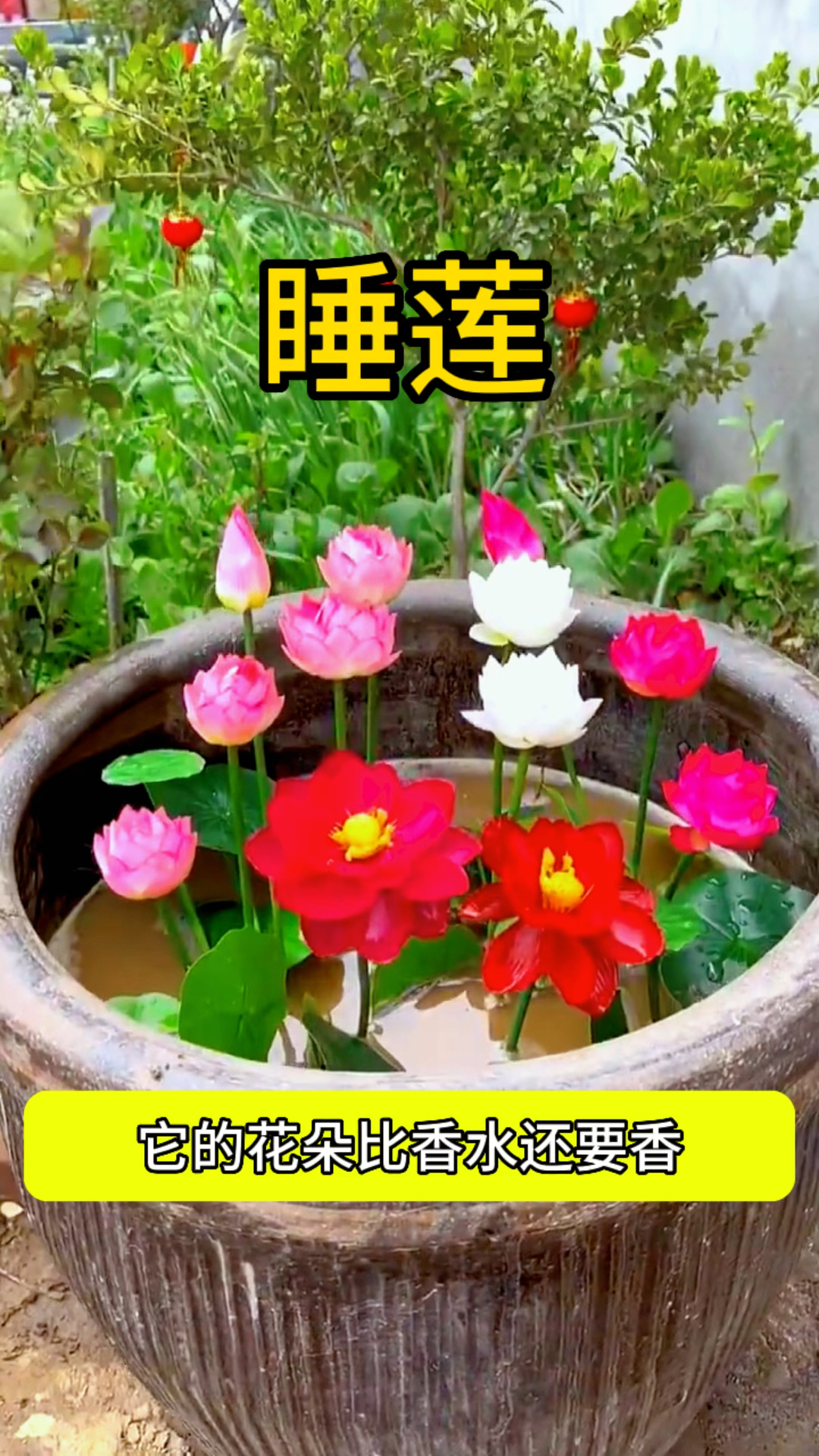 家里有闲置鱼缸可以放几块睡莲不用多久就是一盆美丽的睡莲花