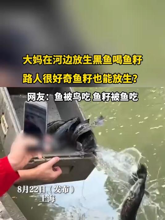 大妈在河边放生黑鱼喝鱼籽,路人很好奇鱼籽也能放生?