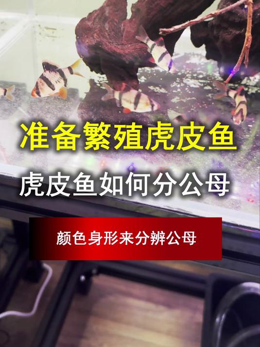繁殖虎皮鱼,你要先明白如何分公母,还有虎皮鱼什么状态可以繁殖
