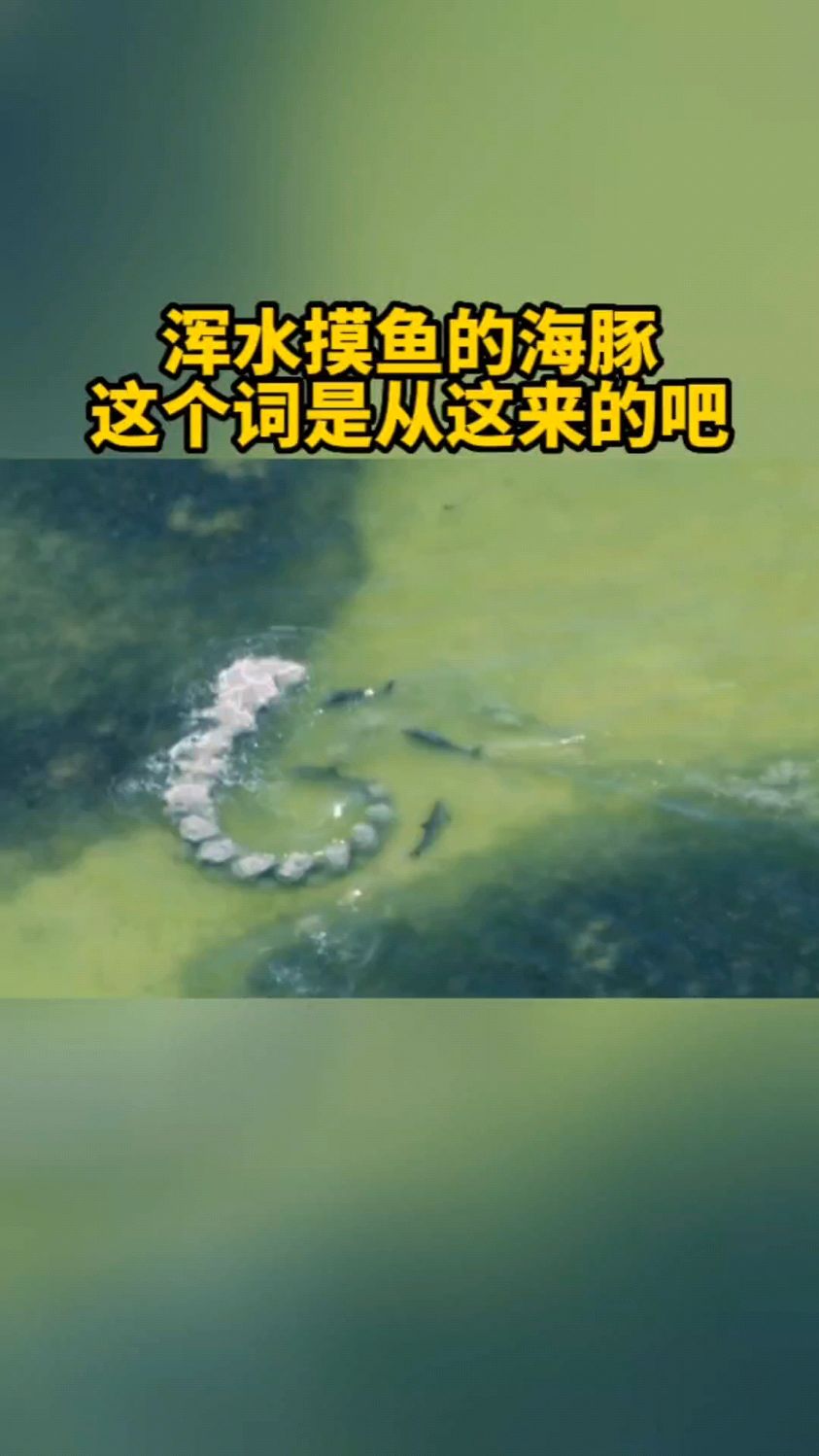浑水摸鱼,这个词是从海豚这里传出来的吧
