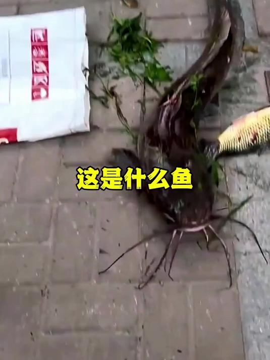 这是什么鱼
