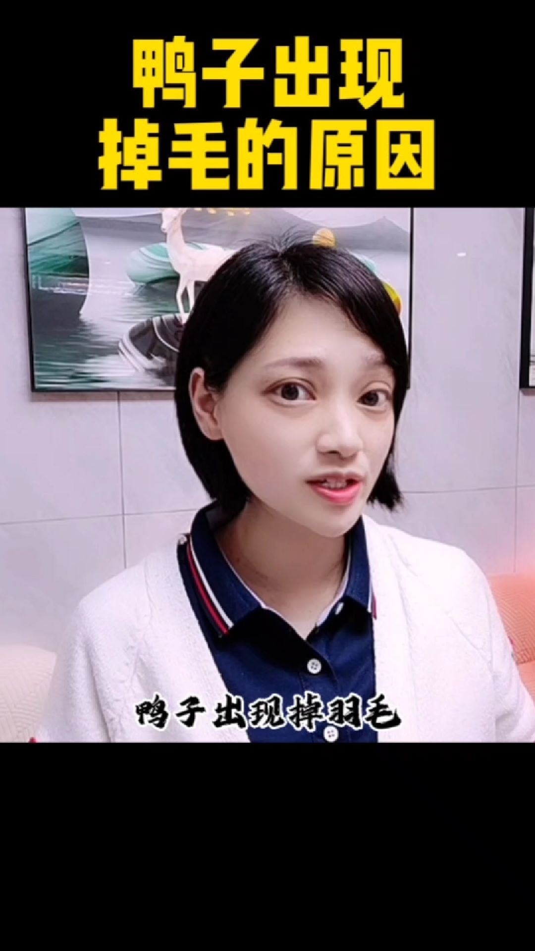 鸭子出现掉毛的原因!