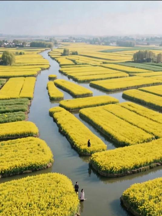江苏兴化千垛景区：全球独有的水上油菜花田，垛田交错，小船穿行金色花海